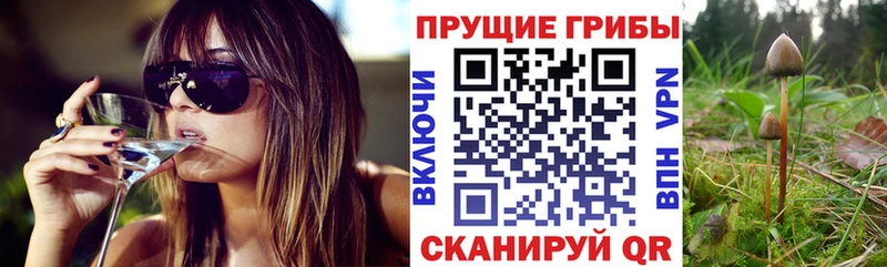 что такое наркотик Домодедово Псилоцибиновые грибы Psilocybe